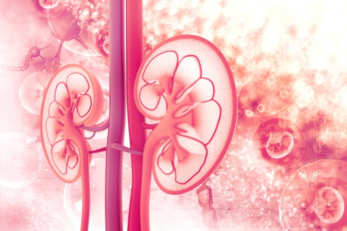 kidney graphic