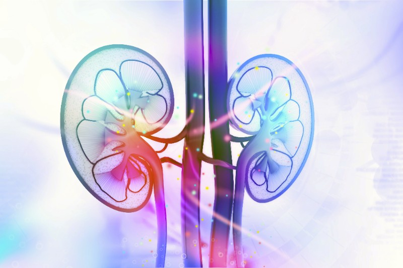 kidney image