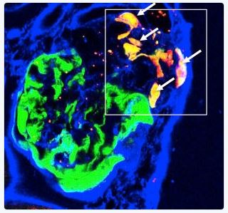 Shankland Lab Image