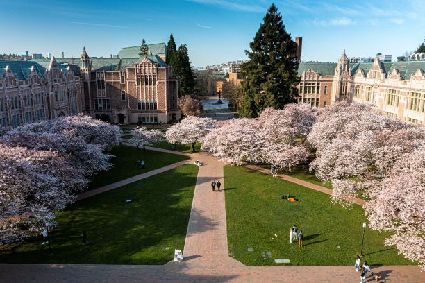 UW Cherry Blossoms