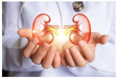 kidney graphic