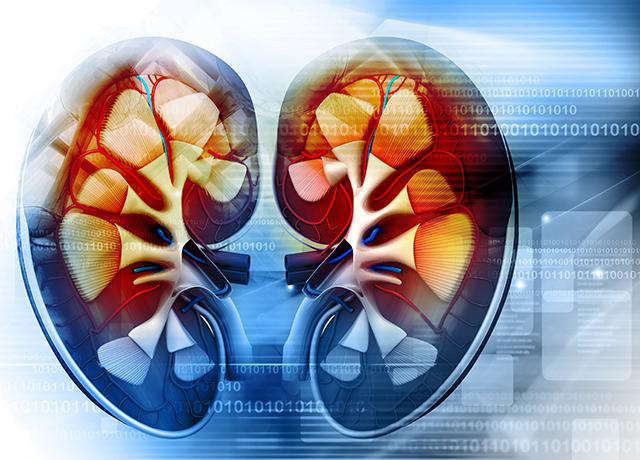 kidney graphic