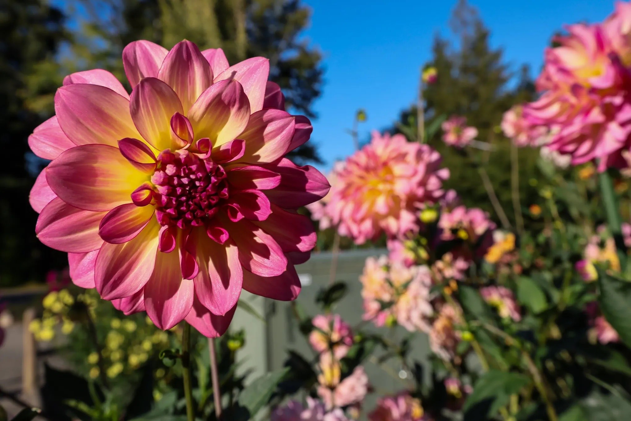Dahlia flower