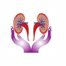 kidneys in open hands