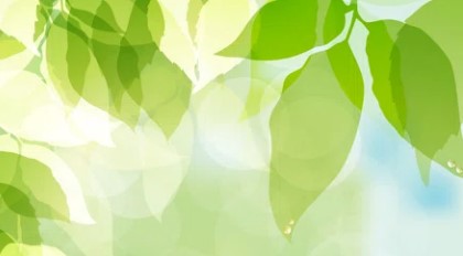 Green leaves 