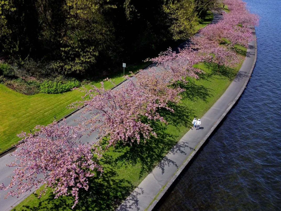 Cherry blossoms