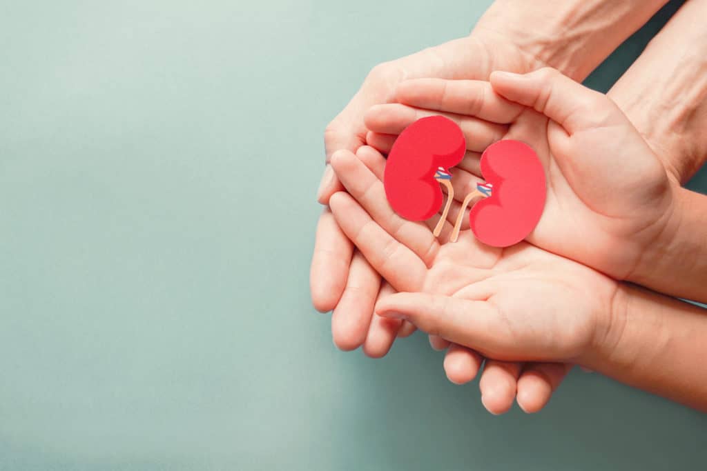 kidneys in hands