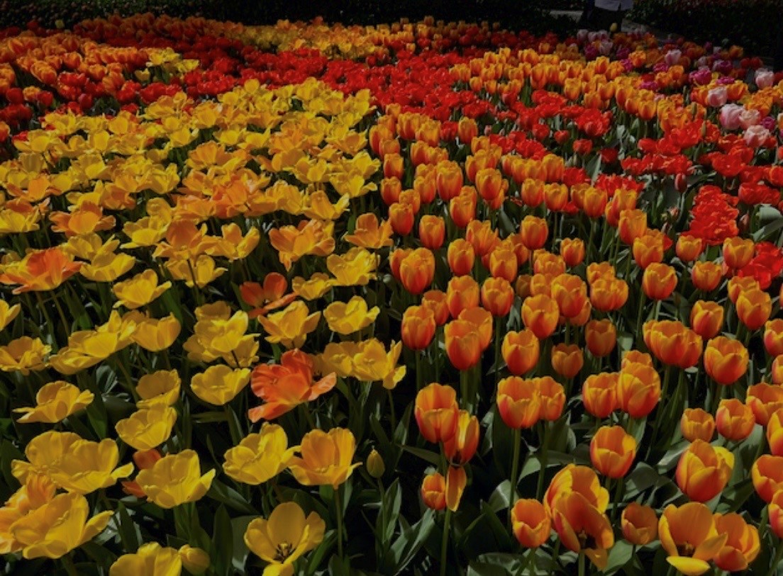 tulip field