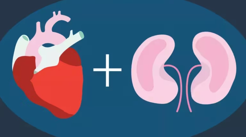 heart and kidneys illustration