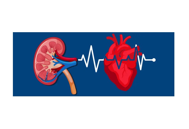Image of kidney and heart